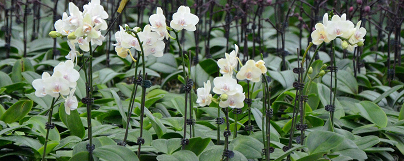 大花蕙蘭冬季這樣護(hù)理，葉肥花美！