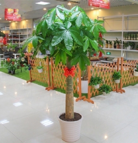 開業(yè)發(fā)財樹單桿