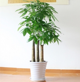 開業(yè)發(fā)財樹