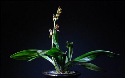 墨蘭的養(yǎng)殖注意事項(xiàng) 墨蘭的養(yǎng)殖注意事項(xiàng)