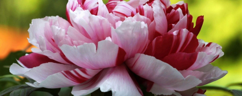 牡丹花怎么養(yǎng)護(hù)和施肥 牡丹花怎么養(yǎng)護(hù)和施肥