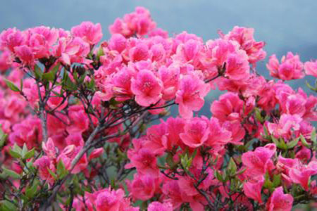 漂亮的杜鵑花 漂亮的杜鵑花