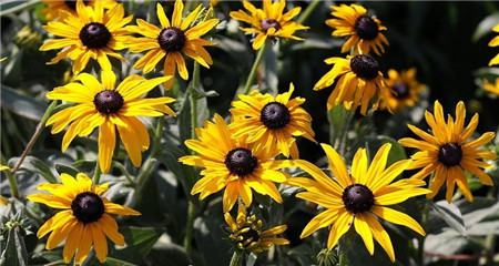 黑心菊的養(yǎng)殖注意事項(xiàng) 黑心菊的養(yǎng)殖注意事項(xiàng)