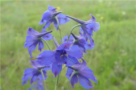 飛燕草家養(yǎng)注意事項(xiàng) 飛燕草家養(yǎng)注意事項(xiàng)