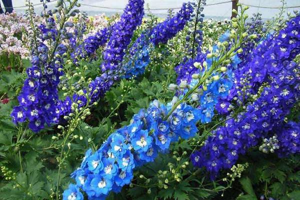 飛燕草怎么養(yǎng) 飛燕草怎么養(yǎng)