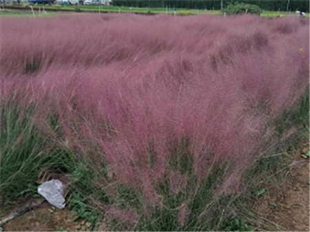 美麗的粉黛亂子草 美麗的粉黛亂子草