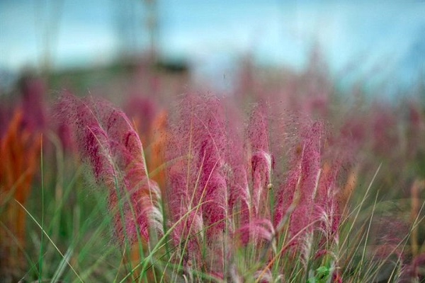 粉黛亂子草的觀賞價(jià)值 粉黛亂子草的觀賞價(jià)值