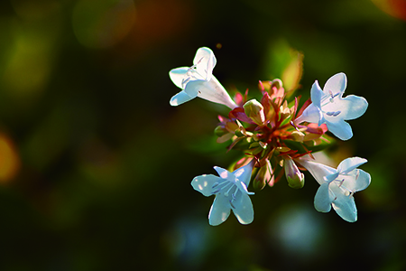 大花六道木 大花六道木