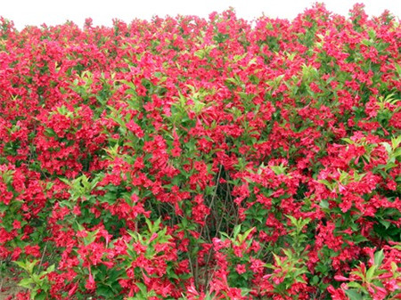 紅王子錦帶 紅王子錦帶