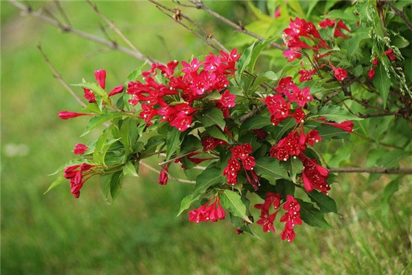 紅王子錦帶的病害防治 紅王子錦帶的病害防治