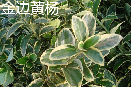 金邊黃楊 金邊黃楊